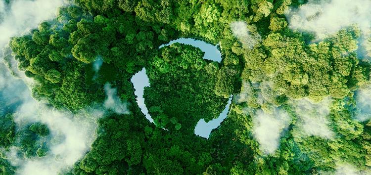 Una vista aérea de un bosque